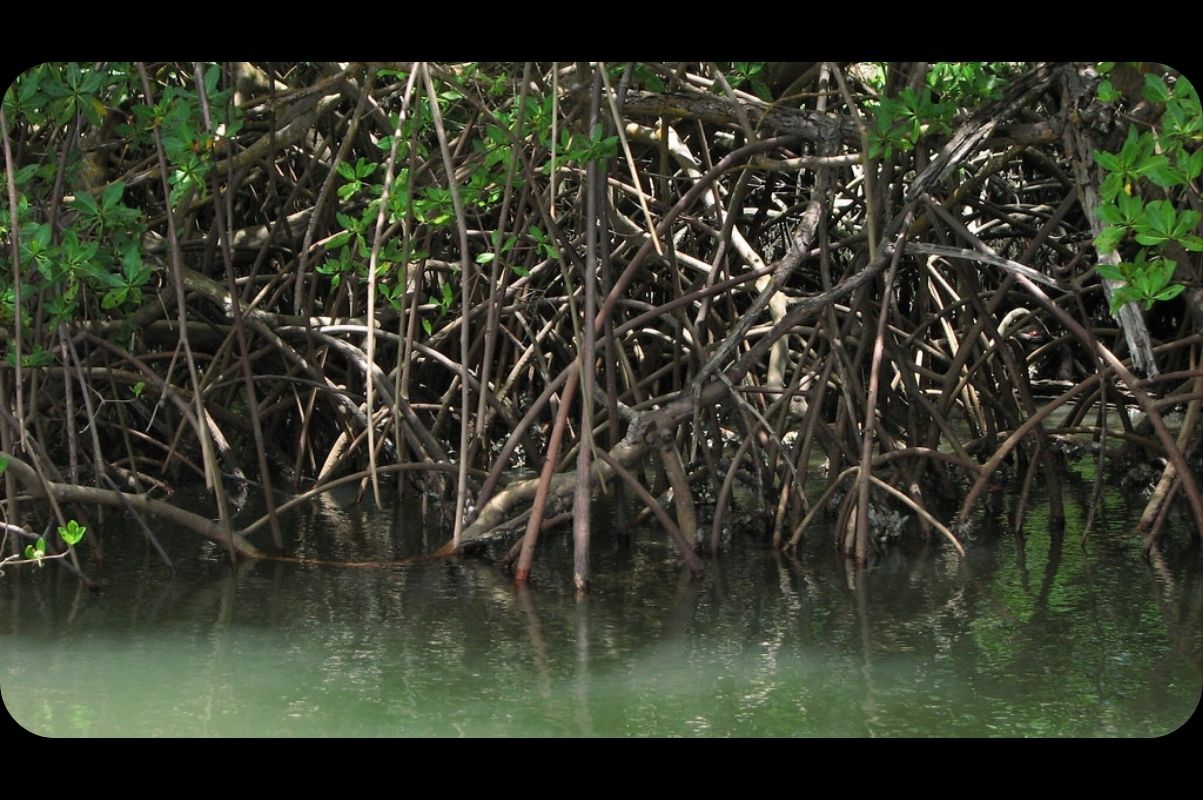 Design padrão Rádio - 2021-07-28T134258.701.jpg